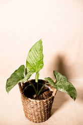 Homalomena bellula variegata